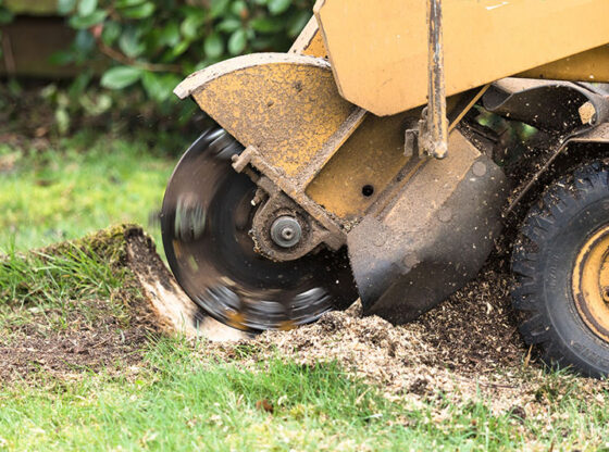 Tree and Stump Removal