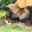Tree and Stump Removal