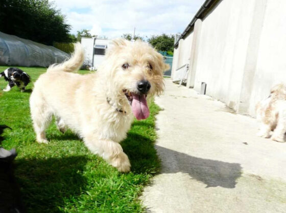 Dog in Irish Rossettes Kennel-hr