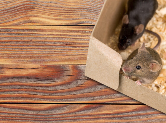 2 mice on a floor in a dublin kitchen