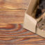 2 mice on a floor in a dublin kitchen